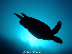 Hawksbill. by Sean Cooper 